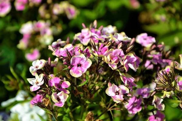 Phlox paniculata " Sherbet Blend " ® - flox, plamenka Zahradnictví Krulichovi - zahradnictví, květinářství, trvalky, skalničky