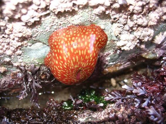 A strawberry anemone at low tide.