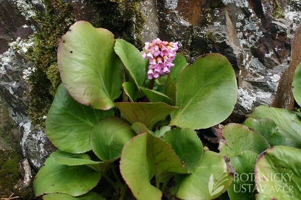 Bergenia crassifolia - bergenie tučnolistá