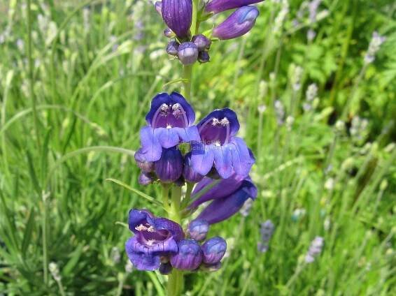 Penstemon strictus - dračík Zahradnictví Krulichovi - zahradnictví, květinářství, trvalky, skalničky, bylinky a koření 