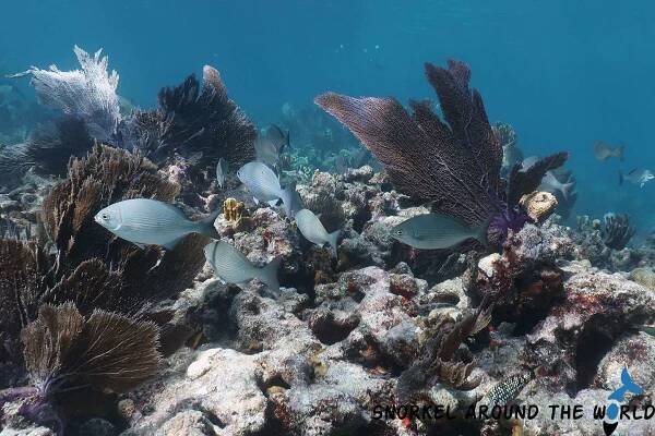 Reef fish captured while snorkeling at Alligator Reef