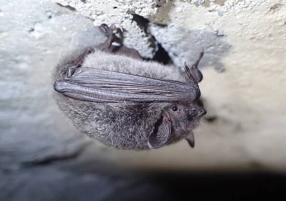 Eastern long-fingered bat