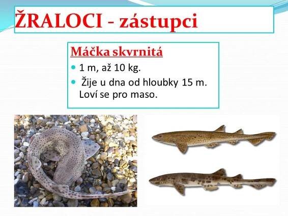 Paryby – Materiály pro žáky ZŠ