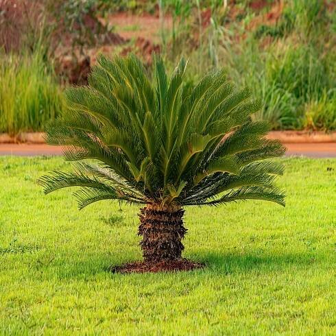 Ságovník odvinutý Semena Cycas revoluta Cykas Palma 1 kus