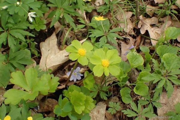 Hvězdnatec zubatý (Hacquetia epipactis)