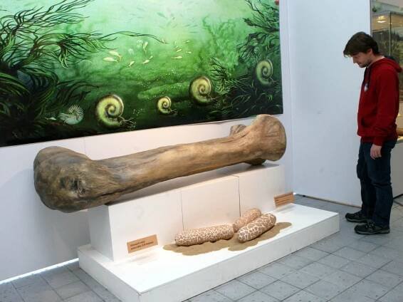 Cesta pravěkem: uvidíte kostru medvěda i odlitek trilobita