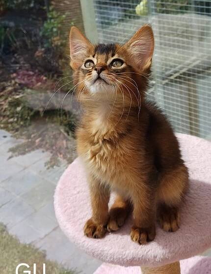 Elly (Neutered) | Paepeghembos
