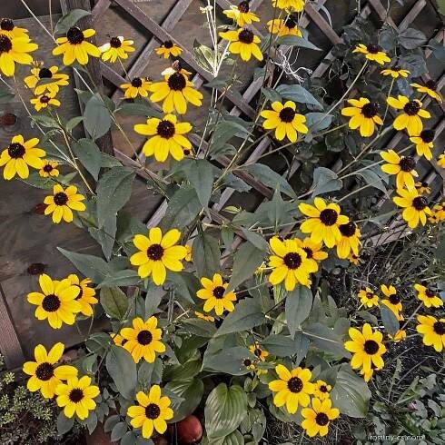 Třapatka trojlaločná (Rudbeckia triloba)