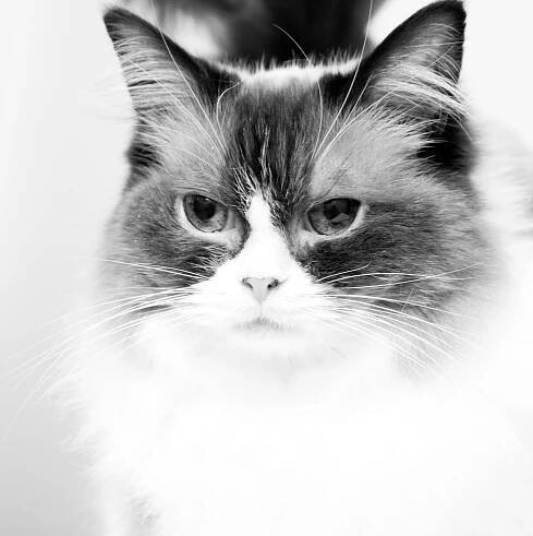 Cat Photography | Simon Kane Photography | Stunning Images To Last A Lifetime
