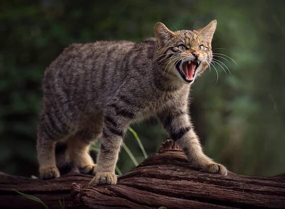European wildcat - Wikipedia
