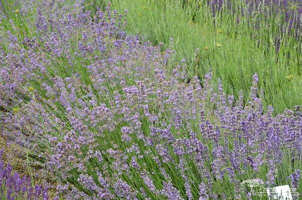 Lavandula angustifolia 'Munstead' | Perenniculum