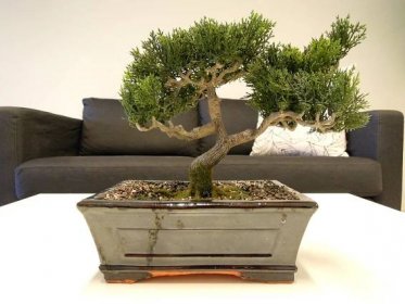 Co jsou vnitřní bonsaje a jak je o ně postaráno?