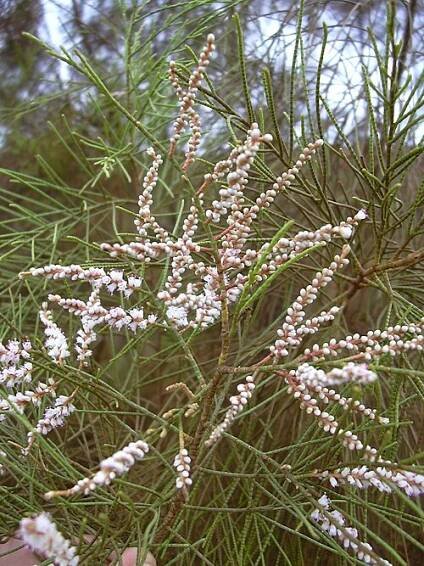 Tamarisken – Wikipedia