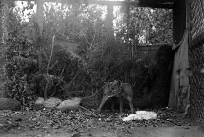 Staged Thylacine photograph