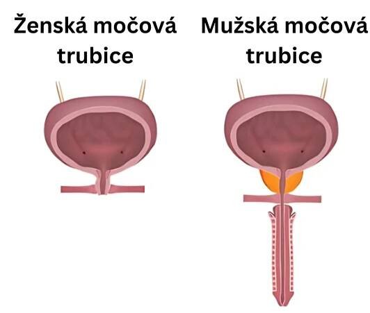 Močová trubice