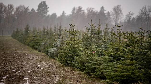 Vánoční strom na poslední chvíli? Samovýřez z plantáže v Bašce je možný do pátku
