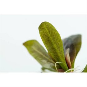 Tropica Echinodorus 'Reni' 1-2 Grow! | JUWELAKVARIUM 