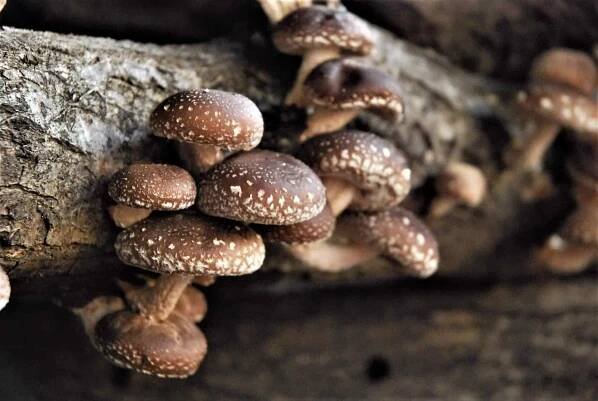 True shiitake: tajemná pátá chuť, tradice samurajů i udržitelný způsob života