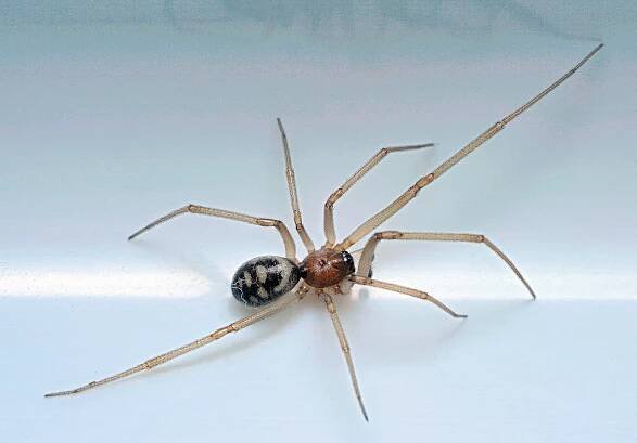 La araña del armario tiene unos tonos púrpuras y marrones a negro, con unas marcas claritas en el abdomen