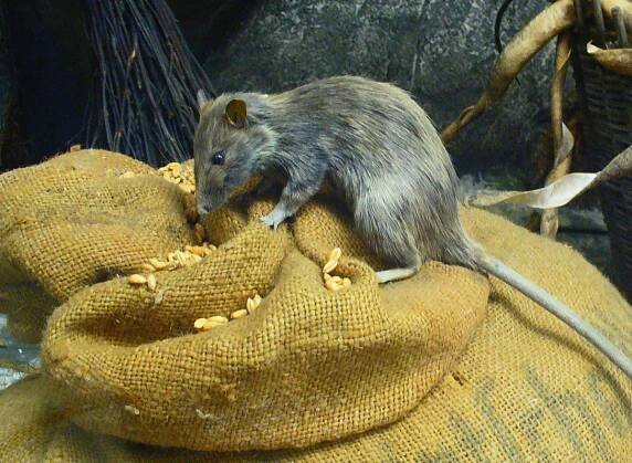Snímek 'Krysa obecná (Rattus rattus).' - PŘÍRODA.cz