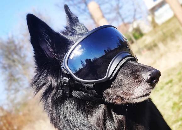 Pannus u psa z pohledu majitele i veterináře | Psínovinky.cz