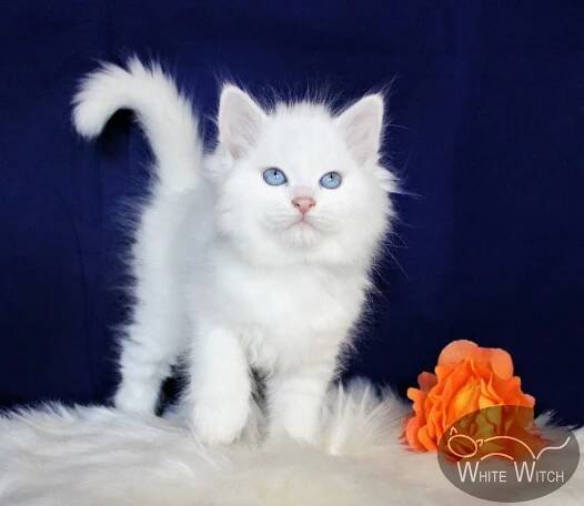 Aragorn White Witch, CZ - White Witch