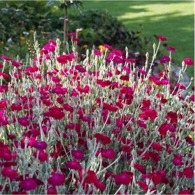 Kohoutek věncový - Lychnis coronaria - prodej semen - 50 ks od 44 Kč - Heureka.cz