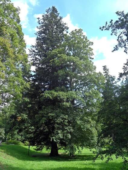 Jedle v lázeňském parku (nad Pitným pavilónem)