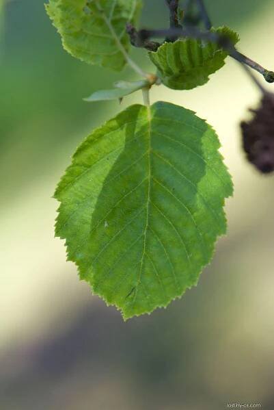 Olše šedá (Alnus incana), listy