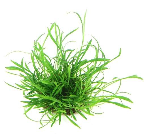 Lilaeopsis brasiliensis In-Vitro NEU!