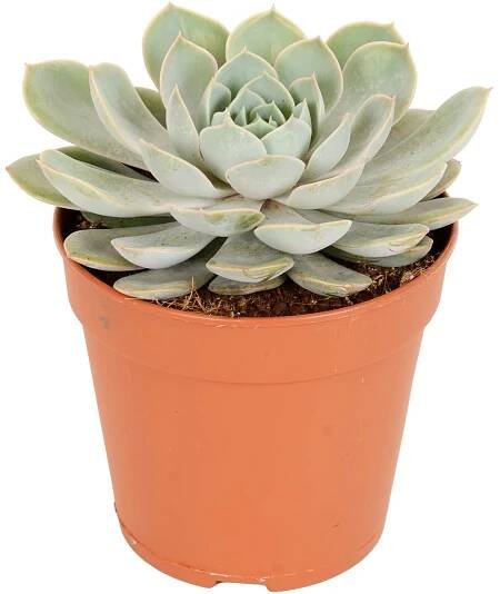 Různé prémiové sukulenty průměr květináče cca 12 cm