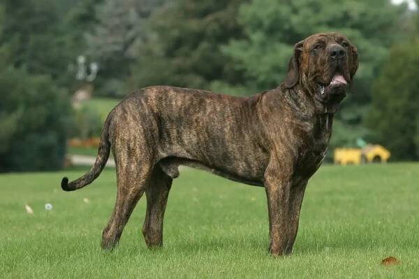 Fila Brasileiro chovatel - cz.DogWeb.com