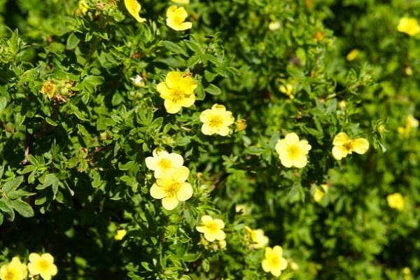 potentilla fruticosa goldfinger žlutý květ keř pozadí - mochna plazivá - stock snímky, obrázky a fotky