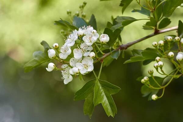 Learn from Plants: Become a Better Human with Botanical Allies | The School of Forest Medicine