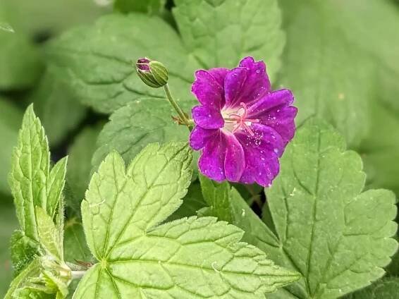 Geranium nodosum 'Fielding's Folly'