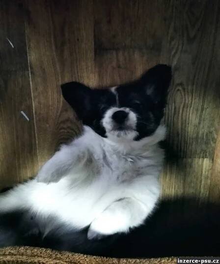 PAPILLON s PP FCI