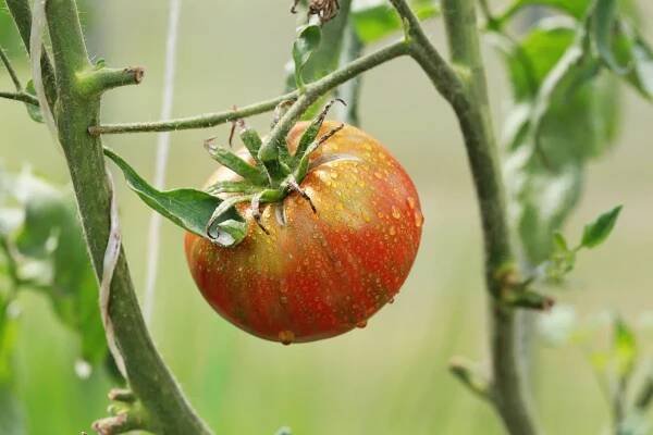 18 Black (Or Nearly Black) Tomato Varieties - Tomato Bible