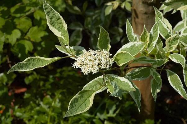 Arbusto Cornus alba Elegantissima