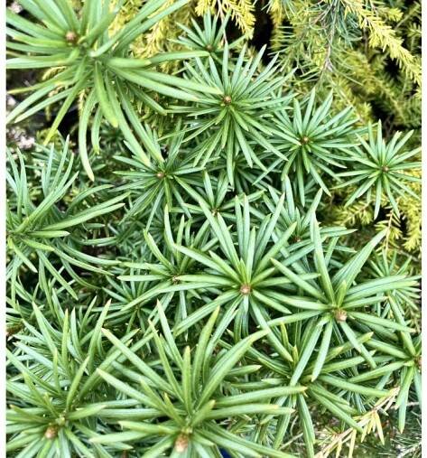 hlavotis peckovitý ́Fastigiata ́ lat. Cephalotaxus harringtonia