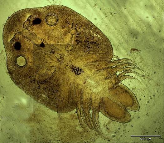 Obrázek - Argulus (kapřivec) | BioLib.cz