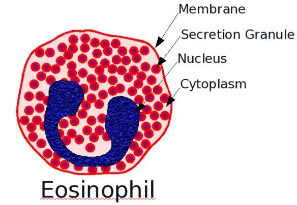 Eosinofilní granulocyt – Wikipedie