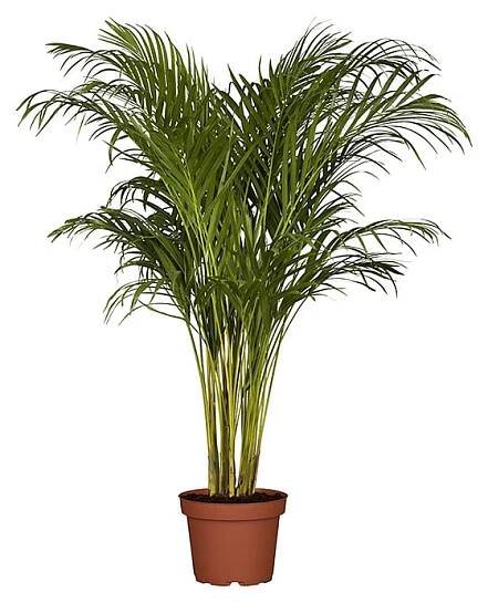 Piardino Areka Dypsis lutescens; velikost květináče: 21 cm
