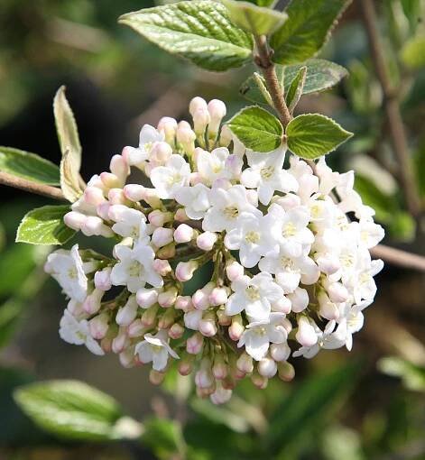 Evening scent