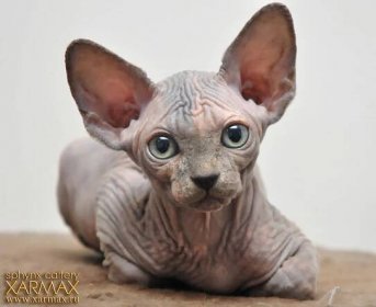 Xarmax - Breeders, Sphynx kittens for sale, hairless kittens for sale, hairless cat for breeder, sphynx kittens available