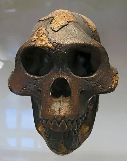 Lucy, Australopithecus afarensis
