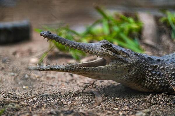 Základová fotografie na téma bahno, bažina, biodiverzity, břeh řeky, crocodylus spp, divočina, divoké stanoviště, divoký