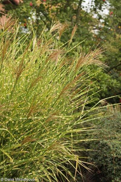 Miscanthus sinensis – ozdobnice čínská