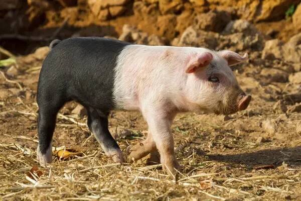 Domácí prasata (Sus scrofa domestica) Selata, barevná, černobílá, Mallorca, Baleárské ostrovy, Španělsko, Evropa — Stock obrázek