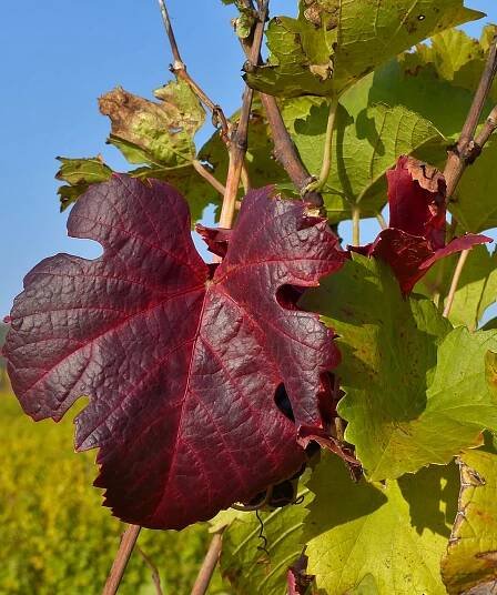 WB-vignes