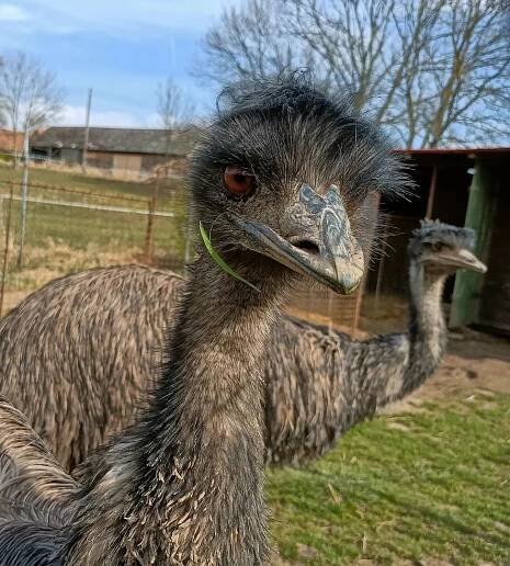 emu
